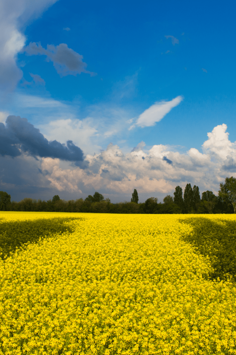 I don’t know what to do with my life – honest midlife reflection about feeling lost and searching for purpose. Pin this for encouragement.